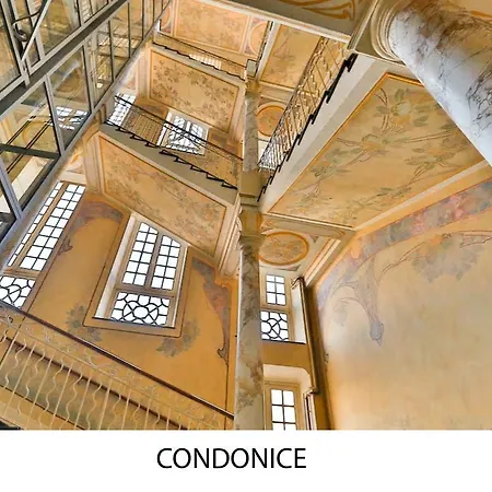 Condonice 니스